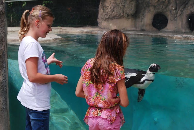 Saginaw Children's Zoo